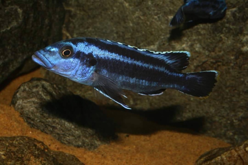 Melanochromis kaskazini